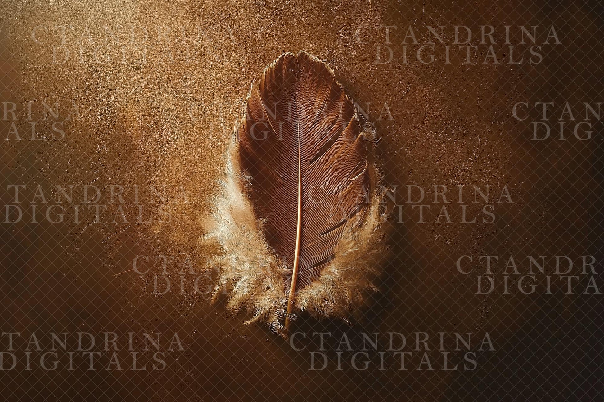 Feather Newborn Digital Backdrop, Thanksgiving Newborn Digital Background, Baby Backdrop, Turkey Baby Digital Backdrop for Photoshop