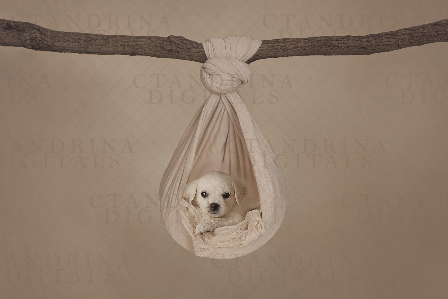 Hanging Hammock Newborn Digital Backdrop
