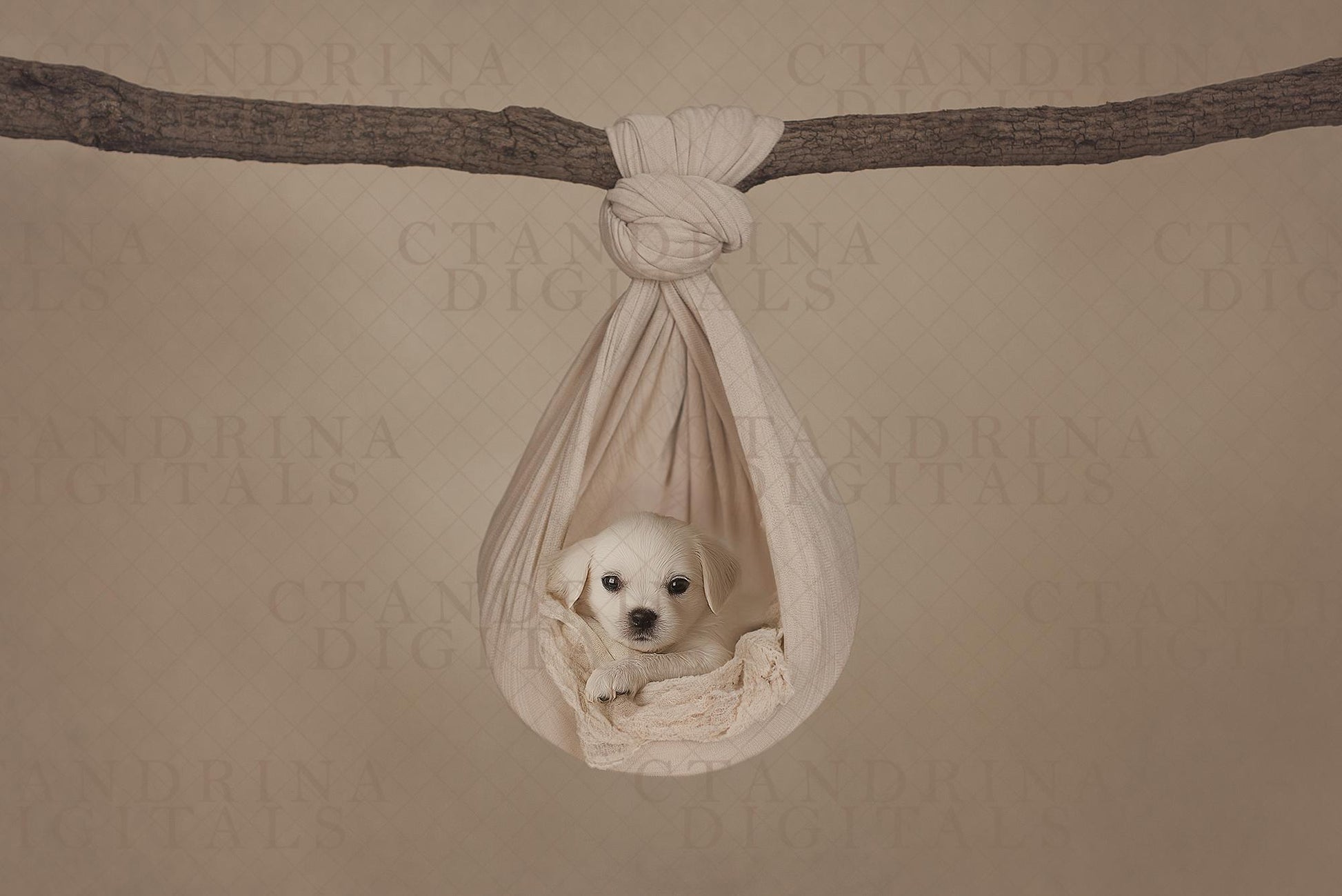 Hanging Hammock Newborn Digital Backdrop