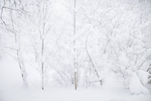 Snow Covered Tree Digital Backdrop, Winter Digital Background for Photoshop