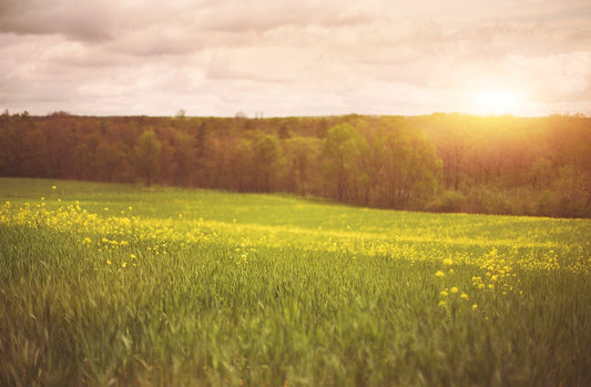 Yellow Flower Field Digital Backdrop, Sunset Digital Background, Spring Sunset, Dreamy Digital Backgrounds for Photoshop!