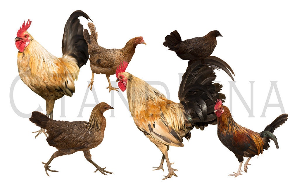 Chicken and Rooster Overlays, Tropical Chicken and Roosters, Farm Overlays, Country Overlays, Digital Overlays for Photoshop - Set of 6!
