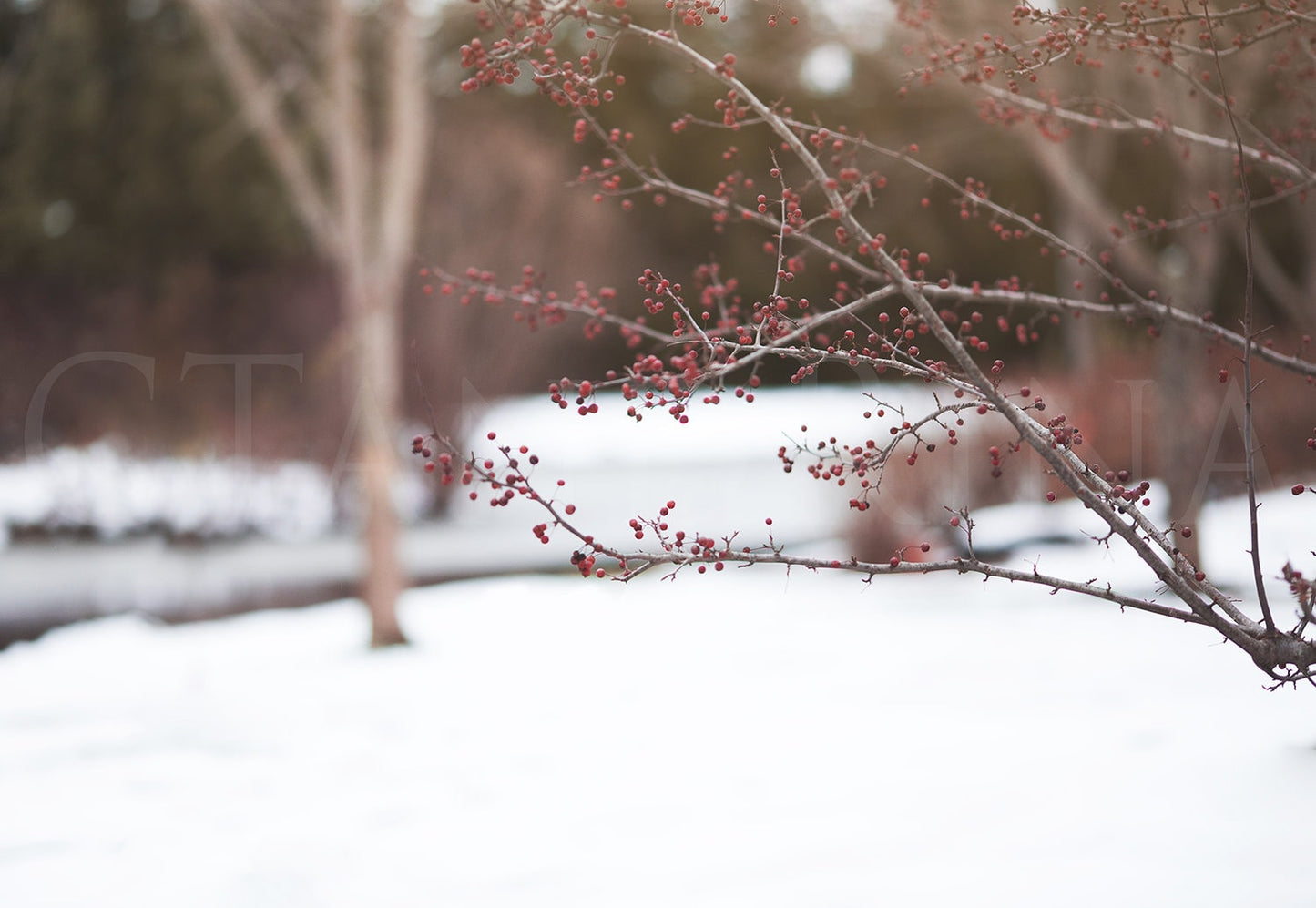 Winter Berry Branch Digital Backdrop, Winter Berry Tree, Hanging Branch Digital Backdrop, Winter Digital Background, Backdrops for Photoshop