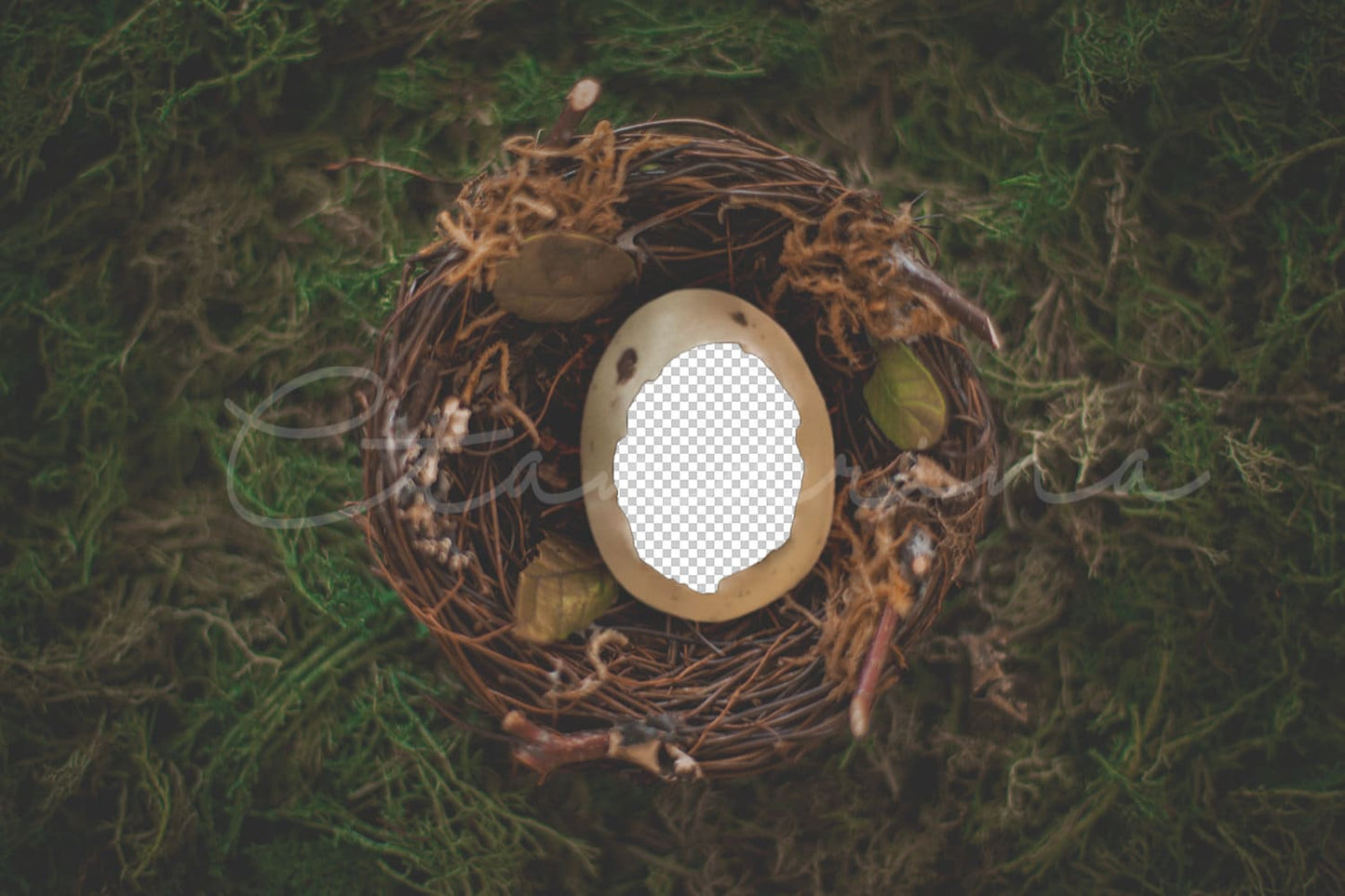 Nest Digital Backdrop, PNG Egg and Nest Newborn Digital Background, Bird Nest and Moss Digital Background, Backdrops for Photoshop, Set of 2