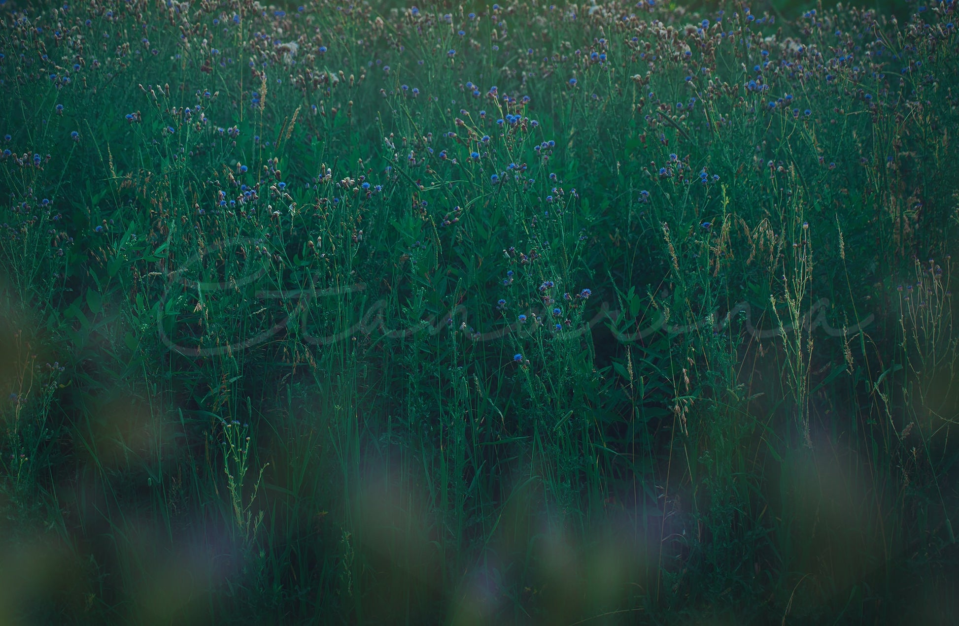 Tall Grass with Peeking Blue Flowers Digital Backdrop, Beautiful Blue Hue Floral Digital Background, Pretty Digital Photoshop Backdrops