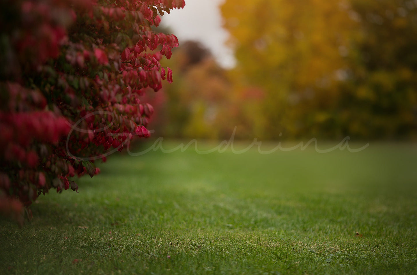Fall Digital Backdrops, Red Leaf Bushes, Fall Color Background, Beautiful Blur Fall Backdrop, Photoshop Backdrops for Portrait Photography