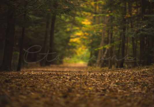 Fall Forrest Digital Backdrop, Deep Woods in Autumn Background, Dreamy Digital Backdrop, Photoshop Backdrops for Portrait Photography
