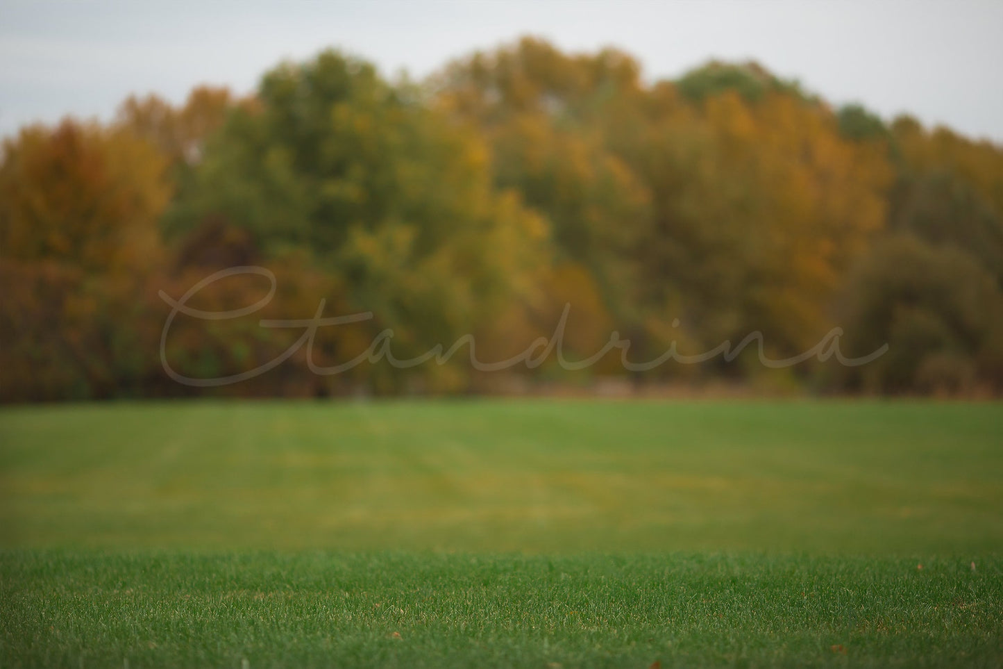 Fall Field Digital Backdrop, Field with Fall Foliage, Autumn Trees in Grassy Field, Photoshop Backdrops for Portrait Photography