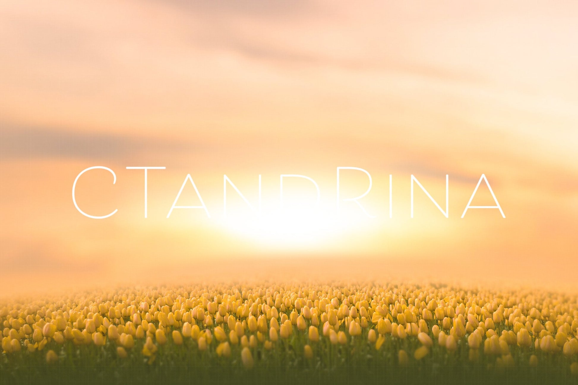 Yellow Tulip Field Digital Backdrop, Flower Field Digital Background, Spring Digital Background, Yellow Flower Field Backdrop for Photoshop