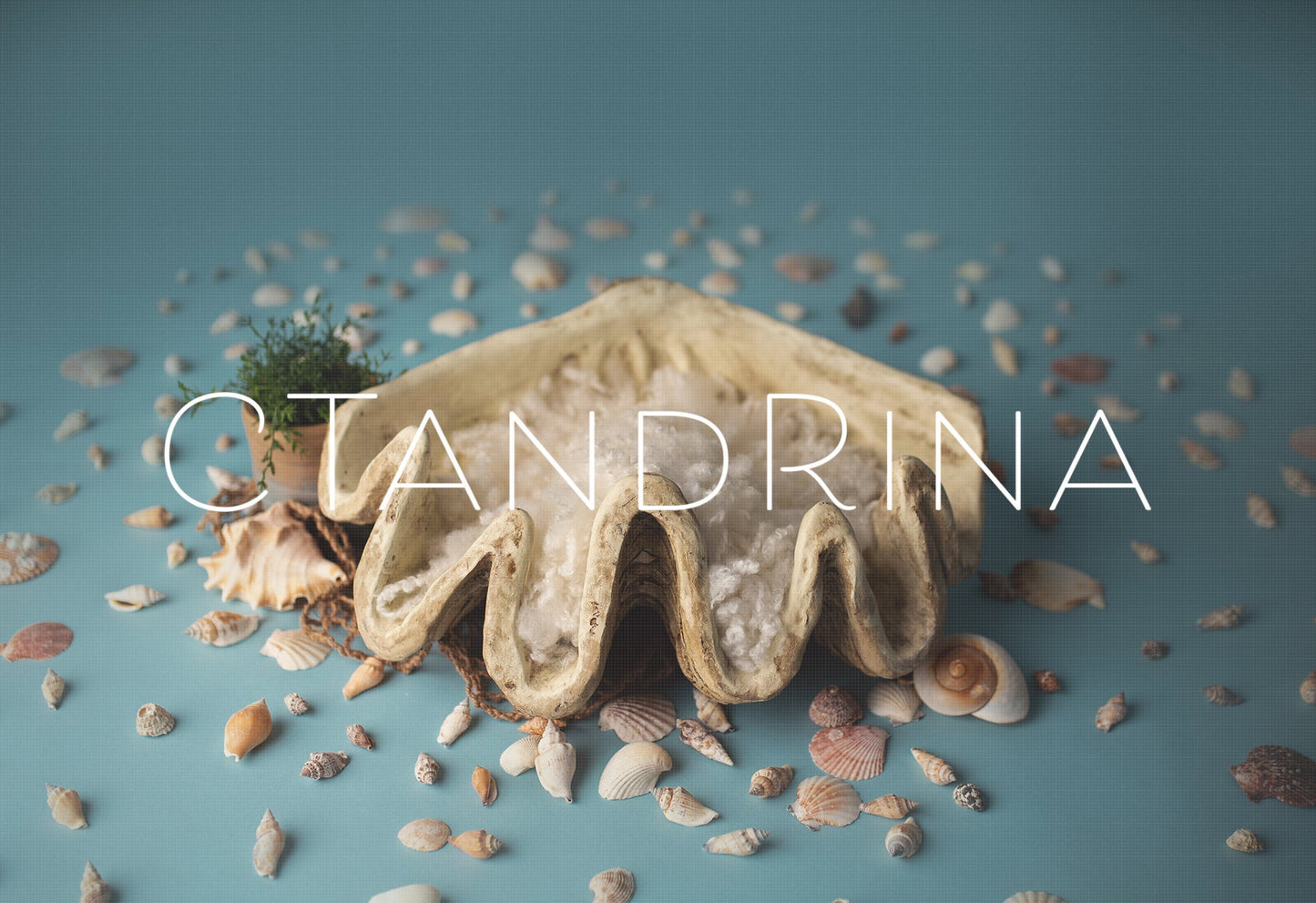 Newborn Digital Backdrop, Newborn Digital Background, Giant Seashell Newborn Digital Backdrop, Under the Sea Newborn Photoshop Background