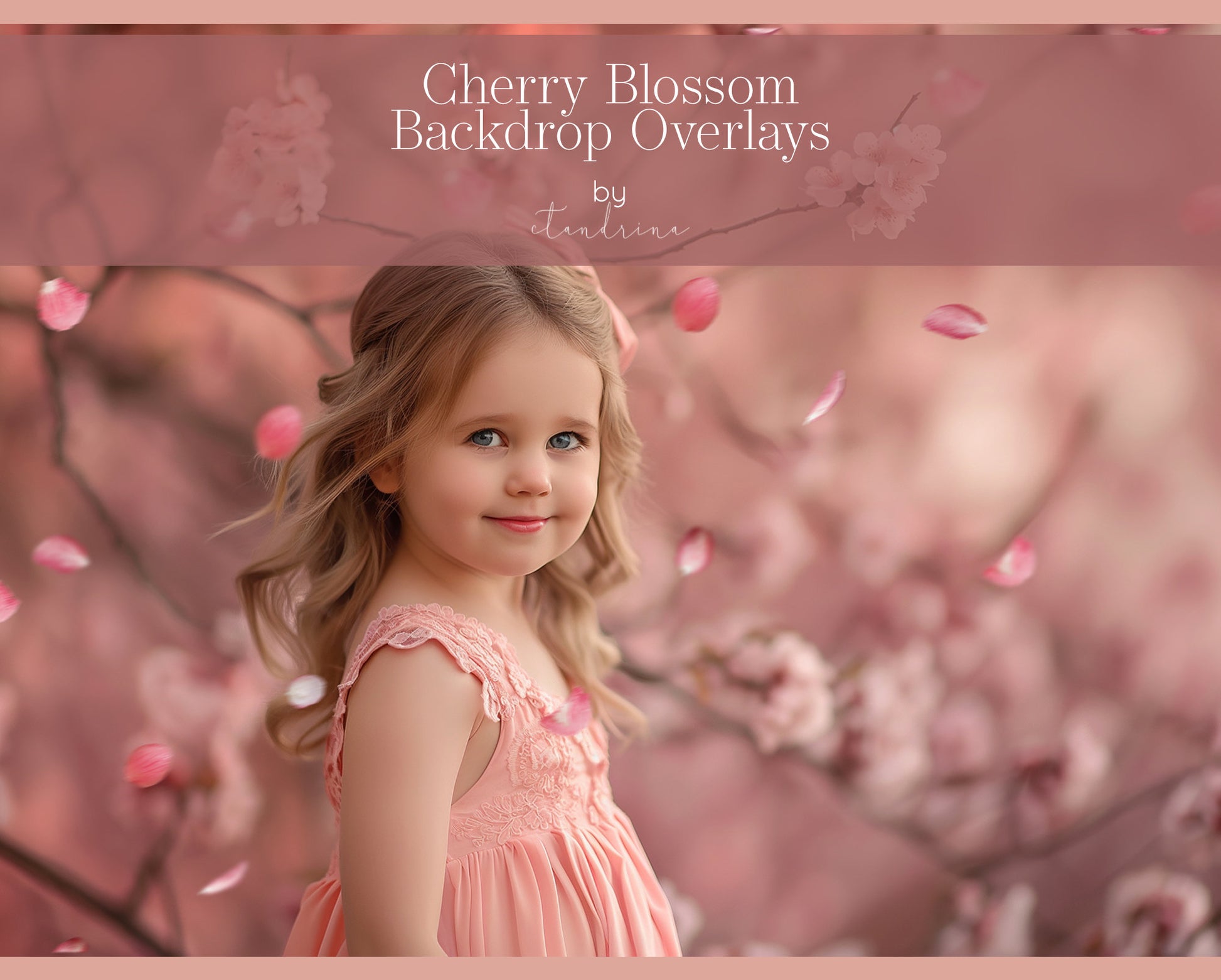 Cherry Blossom Petal PNG Overlays