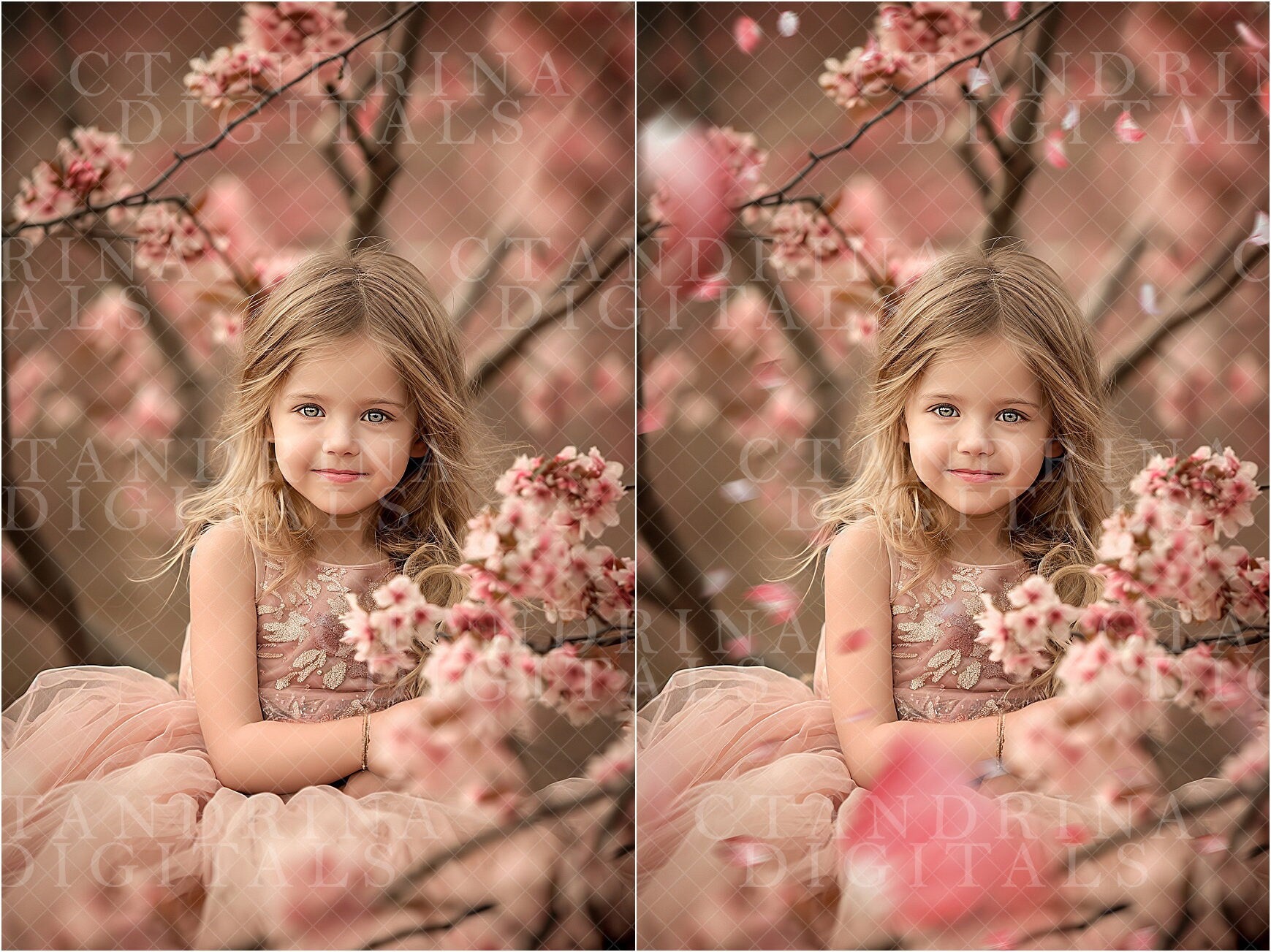 Cherry Blossom Petal PNG Overlays