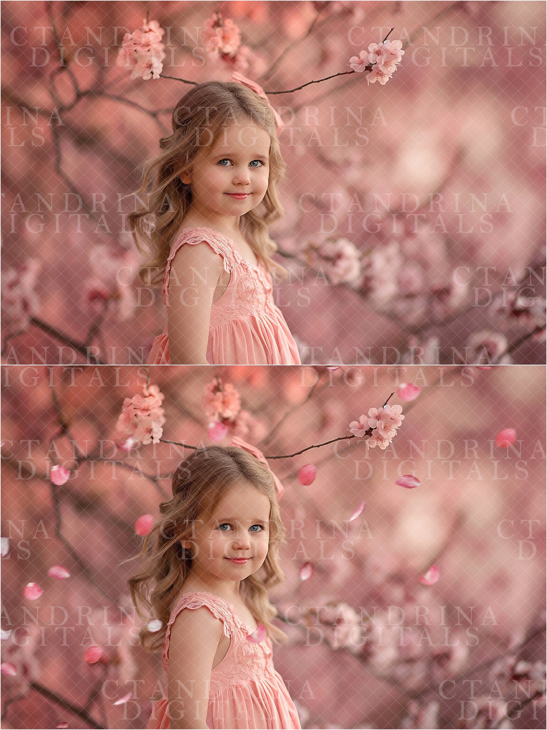 Cherry Blossom Petal PNG Overlays