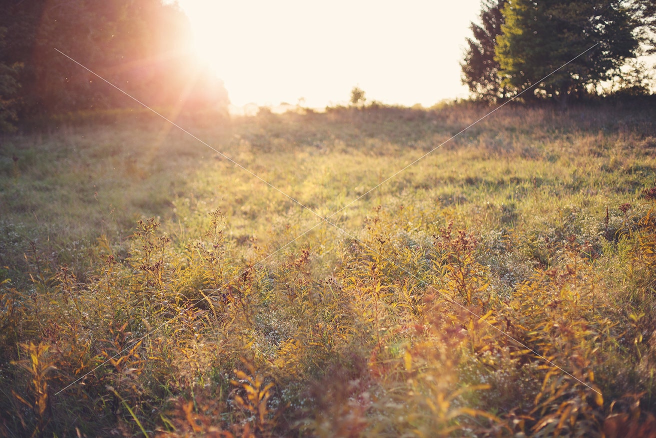 Digital Backdrop, Field Digital Backdrop, Fall Color Field, Sunset Field, Golden Light Digital Background, Digital Backdrops for Photoshop