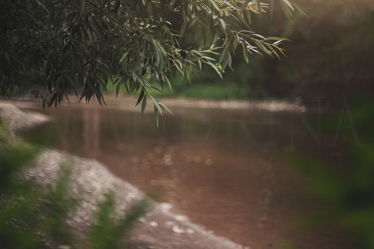 Digital Backdrop, Hanging Branch with Leaf Overlay, Creek Bokeh, Dreamy Background, Peeking through Leaves, Digital Backdrops for Photoshop