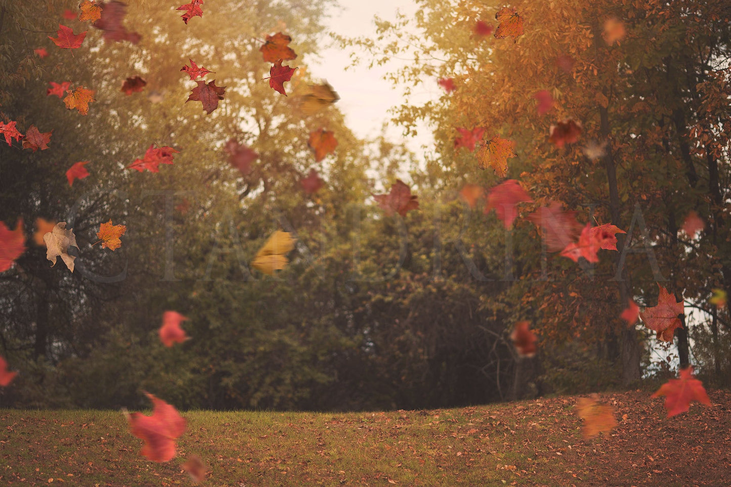 Fall Digital Backdrop with Falling Leaves, Autumn Digital Background, Flying Leaves Digital Backdrop, Digital Backdrops for Photoshop