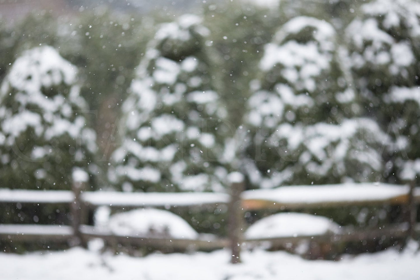 Snowy Digital Backdrop, Snow Covered Pine Hedges with Snow Fall, Winter Digital Background, Snow Covered Trees, Snowy Trees and Fence