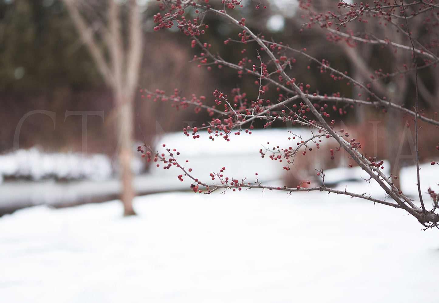 Winter Berry Branch Digital Backdrop, Winter Berry Tree, Hanging Branch Digital Backdrop, Winter Digital Background, Backdrops for Photoshop