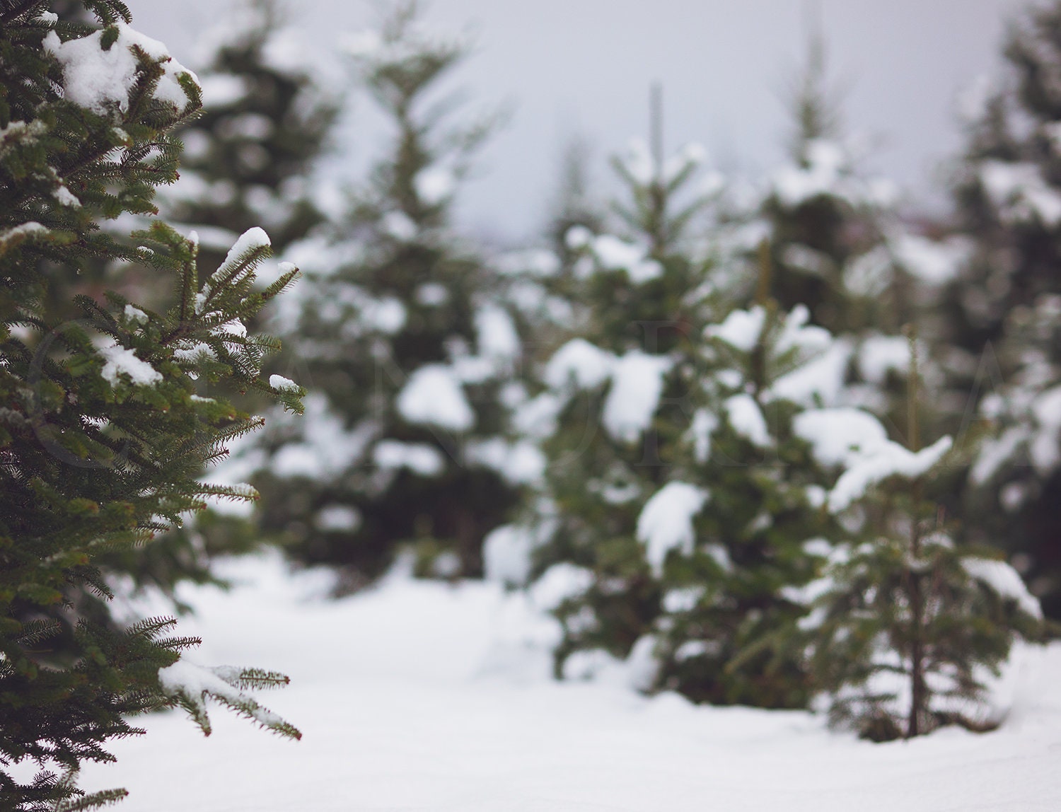 Snow Covered Pine Trees Digital Backdrop, Winter Digital Background, Snow on Trees, Snowy Christmas Trees, Digital Backdrops for Photoshop