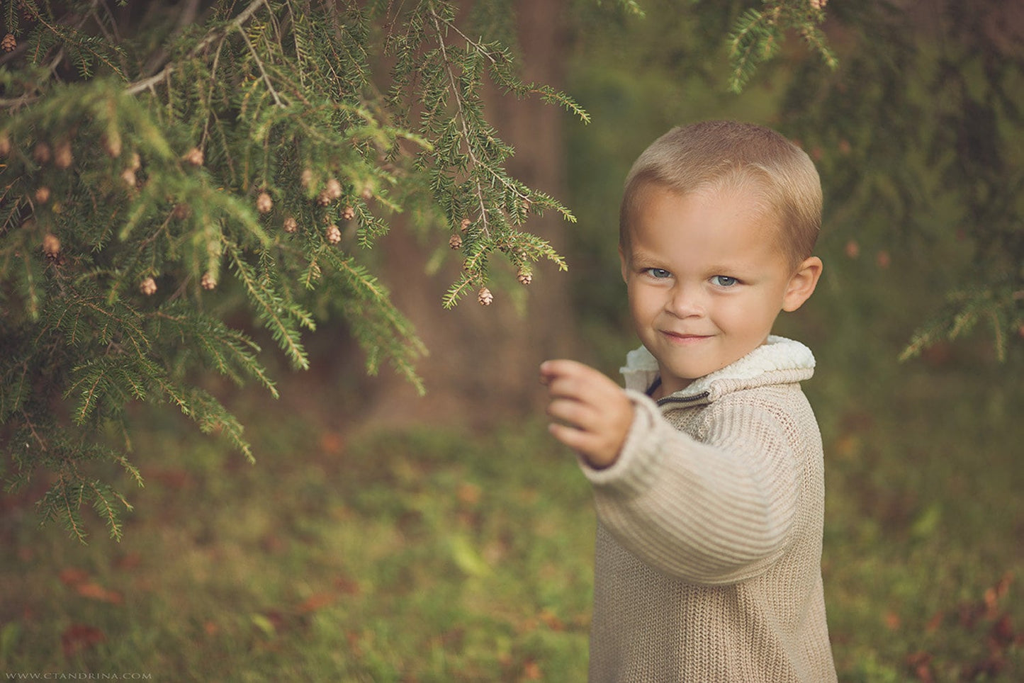 Baby Pine Cone Branch Digital Backdrop, Hanging Branch, Pine Tree Branch Digital Background, Digital Backdrops for Photoshop