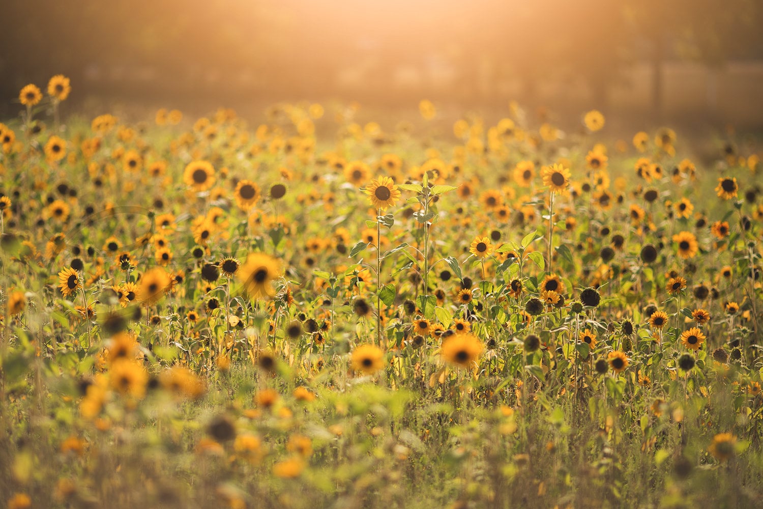 Sunflower Field Digital Backdrop, Light Leak, Golden Light with Sunflowers, Flower Background, Digital Backdrops for Photoshop!