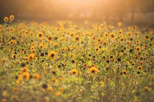 Sunflower Field Digital Backdrop, Light Leak, Golden Light with Sunflowers, Flower Background, Digital Backdrops for Photoshop!