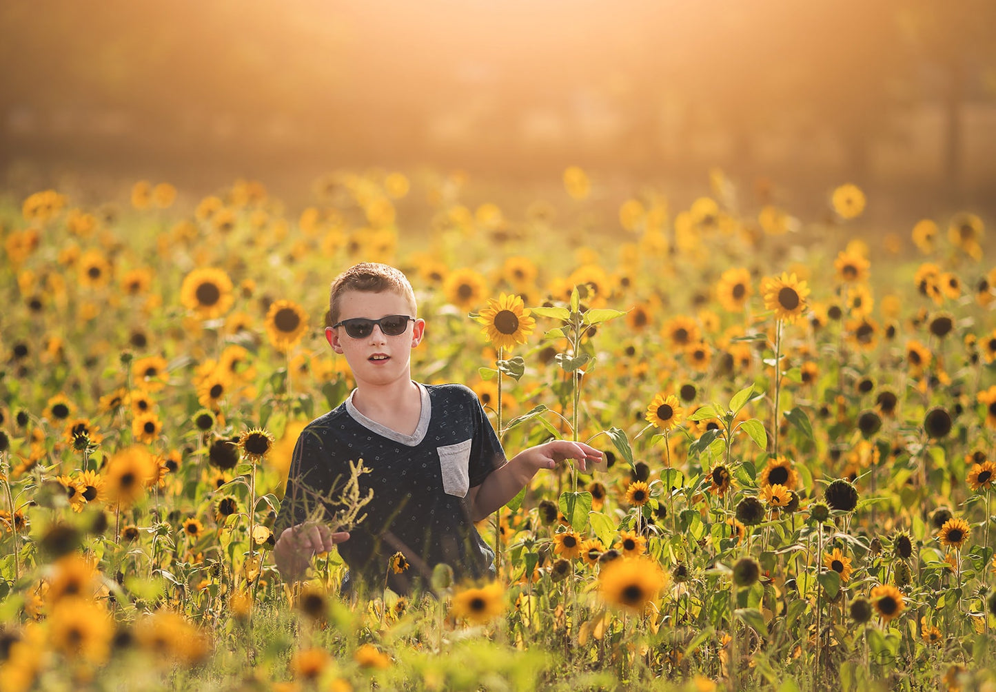 Sunflower Field Digital Backdrop, Light Leak, Golden Light with Sunflowers, Flower Background, Digital Backdrops for Photoshop!