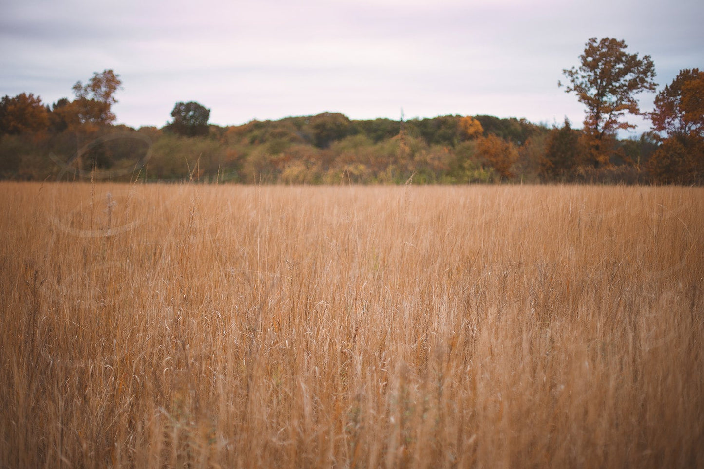 Autumn Field Digital Backdrop, Fall Harvest Image, Tall Grassy Field Digital Background, Digital Backdrops for Photoshop and More!