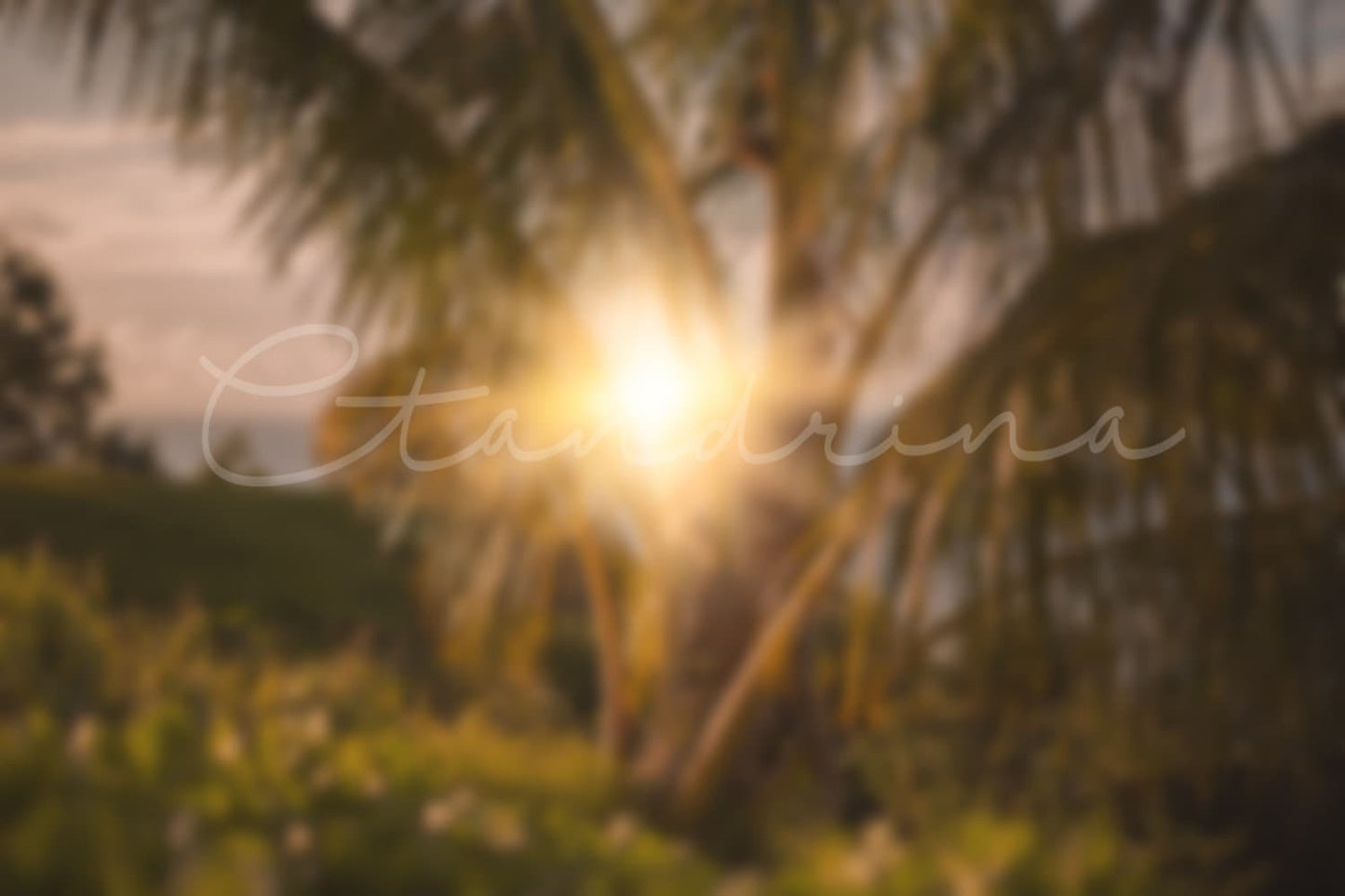 Sunset Palm Trees Digital Background, Portrait Photography Blurred Backdrop, Summer and Tropical Digital Backdrops for Photoshop