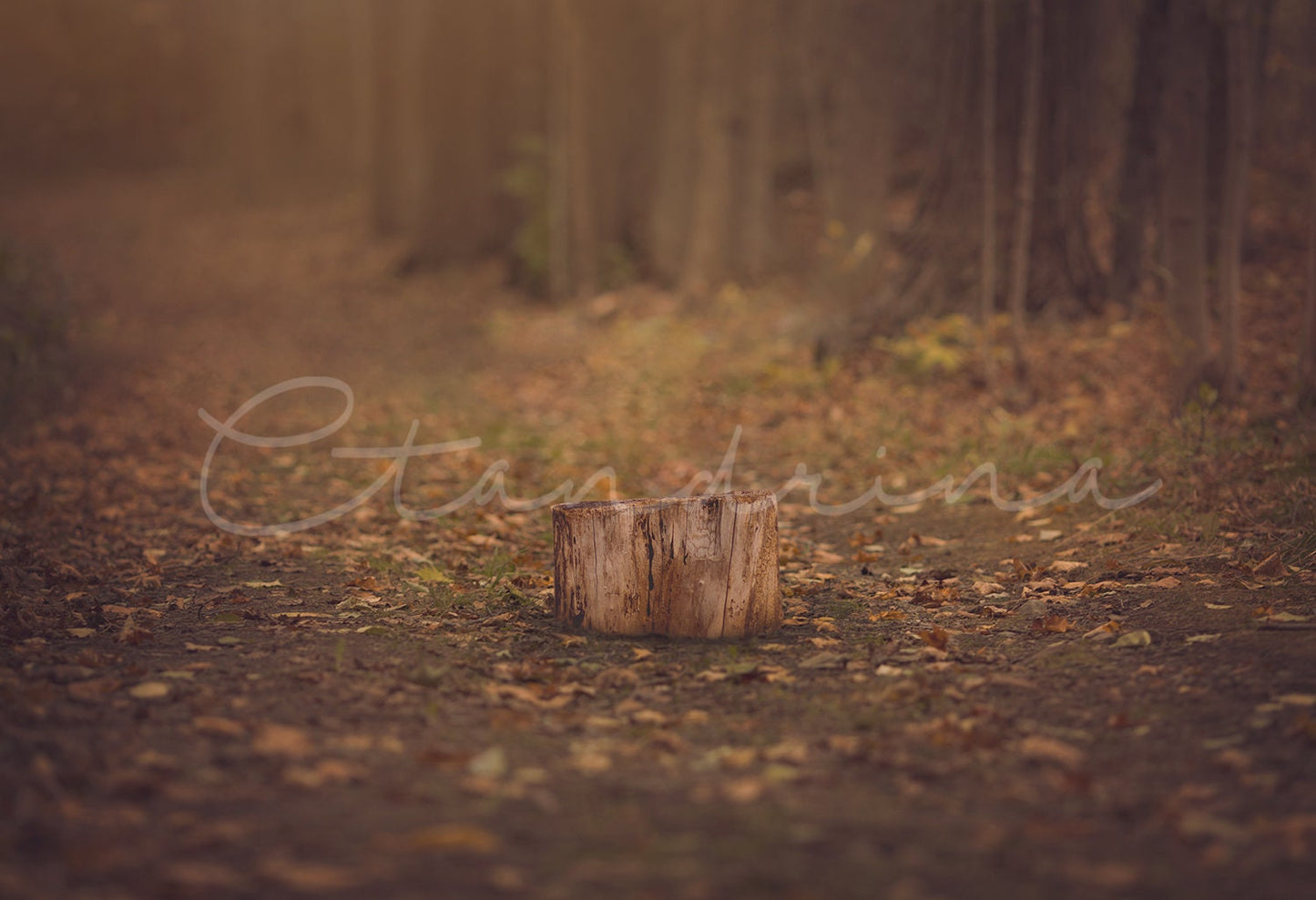 Stump in Woods Digital Background, Fall Backdrop, Woodsy Image, Digital Background for Portrait Photography, Digital Backdrops for Photoshop