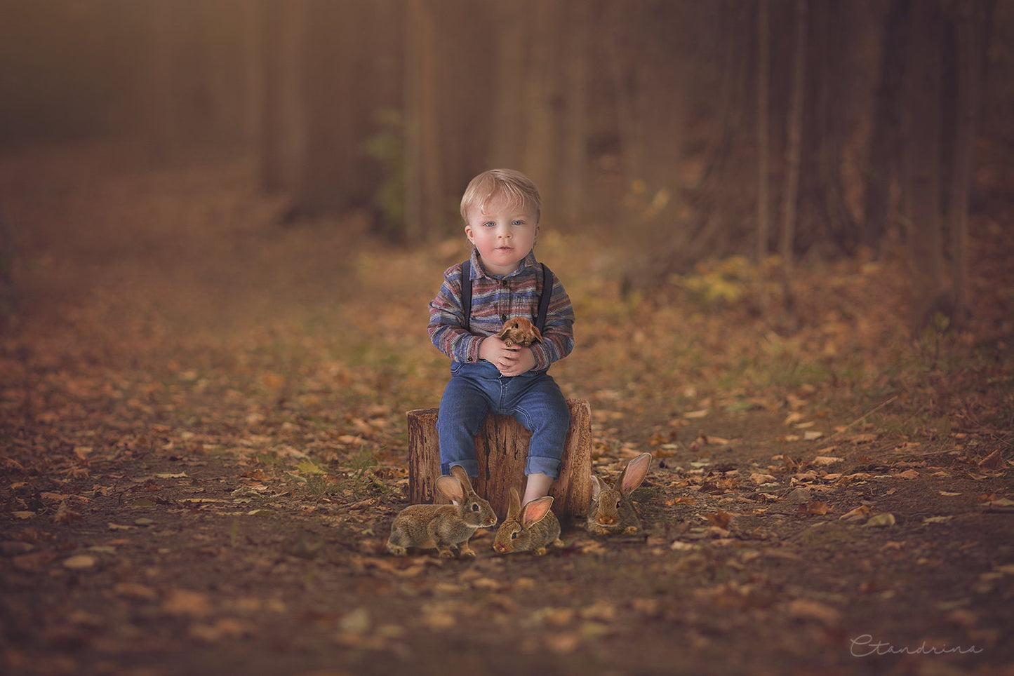 Stump in Woods Digital Background, Fall Backdrop, Woodsy Image, Digital Background for Portrait Photography, Digital Backdrops for Photoshop