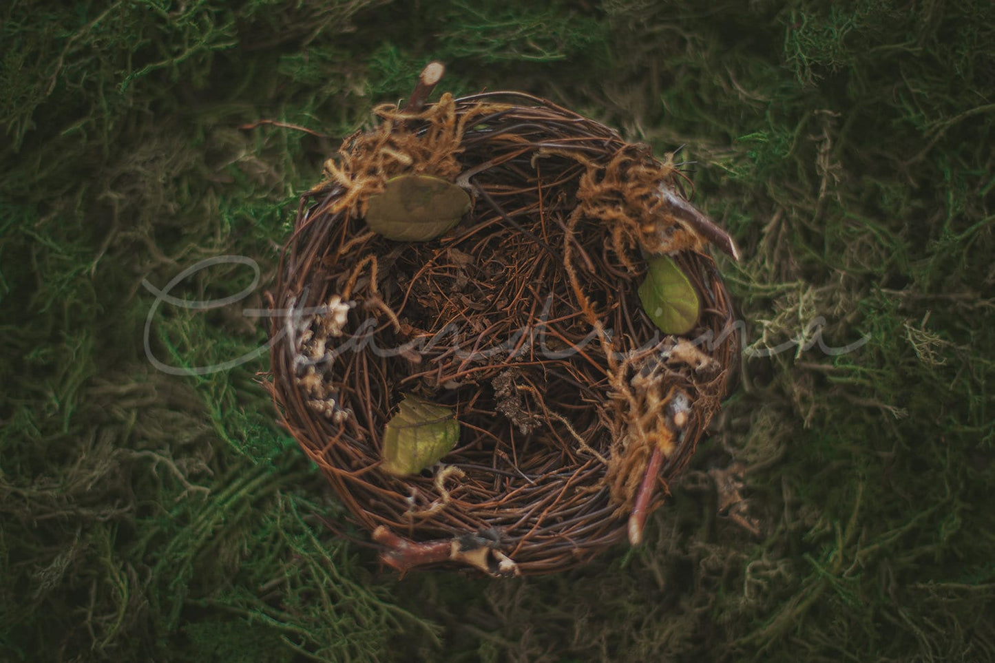 Nest Digital Backdrop, PNG Egg and Nest Newborn Digital Background, Bird Nest and Moss Digital Background, Backdrops for Photoshop, Set of 2