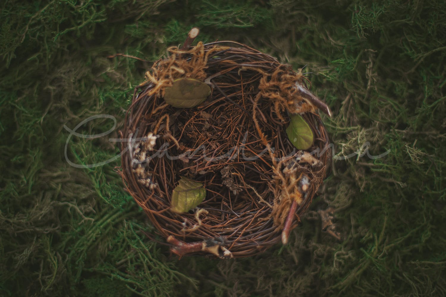 Nest Digital Backdrop, PNG Egg and Nest Newborn Digital Background, Bird Nest and Moss Digital Background, Backdrops for Photoshop, Set of 2