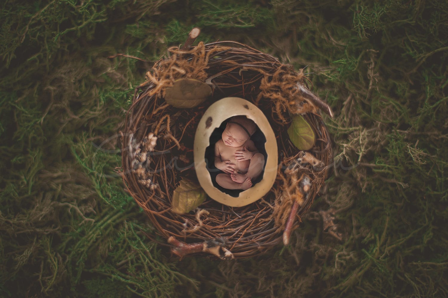 Nest Digital Backdrop, PNG Egg and Nest Newborn Digital Background, Bird Nest and Moss Digital Background, Backdrops for Photoshop, Set of 2