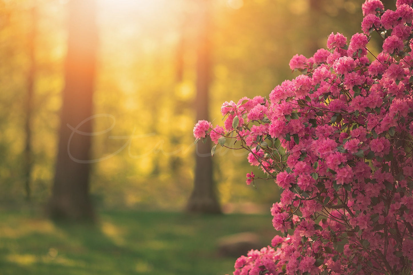 Pink Flowers with Golden Light Leak Digital Backdrop, Floral Digital Backdrop for Portrait Photography, Pretty Backdrops for Photoshop