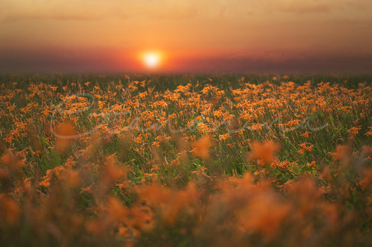 Wildflower Field Digital Backdrop, Orange Wildflowers with Sunset, Field of Flowers, Dreamy Summer Backdrops for Photoshop