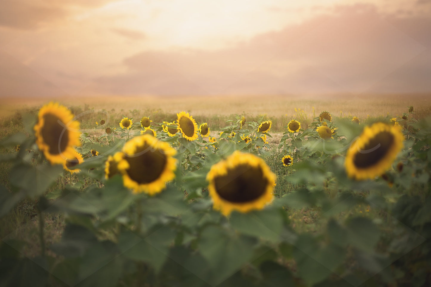 Sunset Sunflower Field Digital Background, Big Sunflowers, Sunflower Digital Backdrop, Summer Backdrops, Fall Backdrops for Photoshop