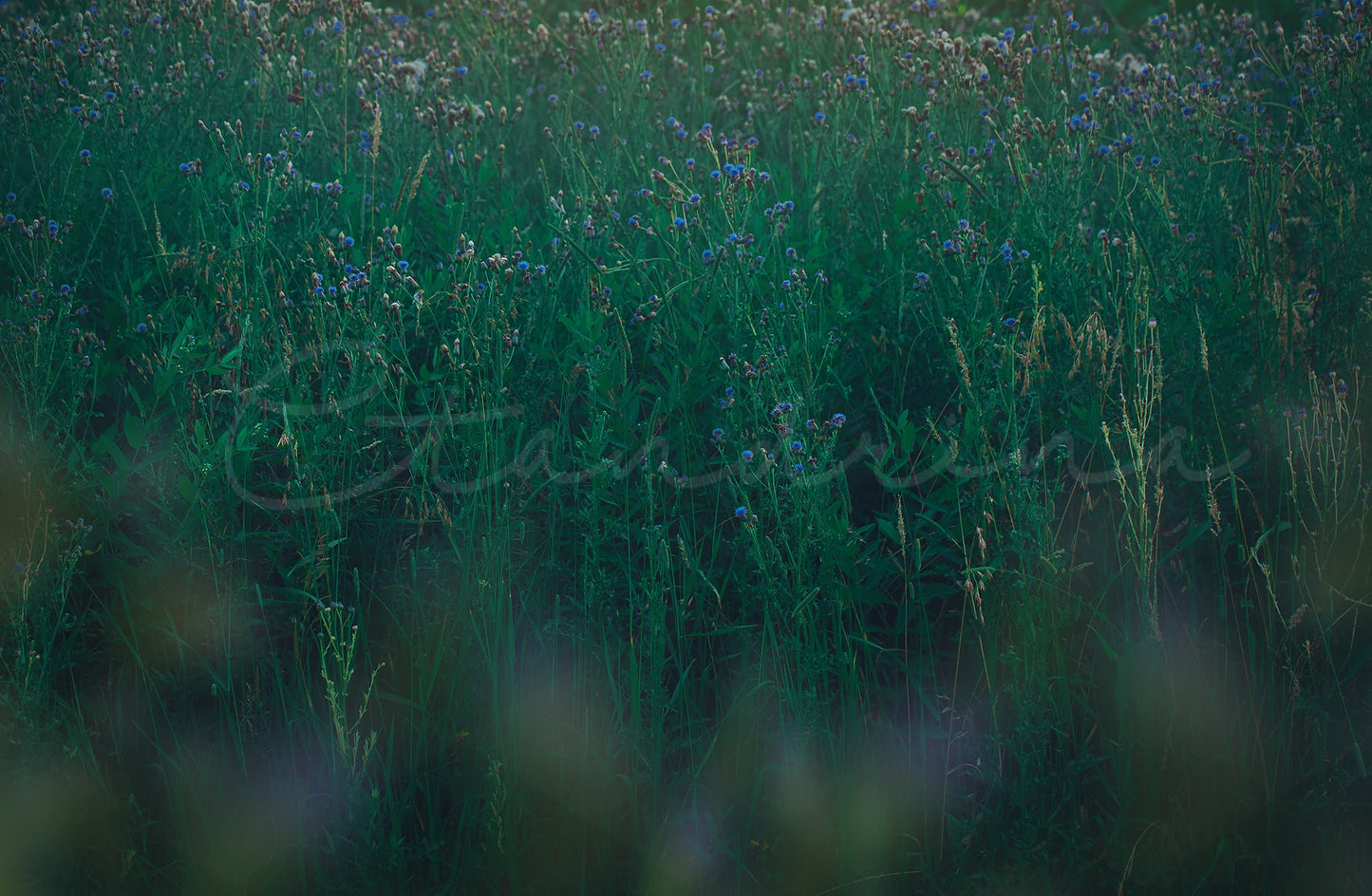 Tall Grass with Peeking Blue Flowers Digital Backdrop, Beautiful Blue Hue Floral Digital Background, Pretty Digital Photoshop Backdrops