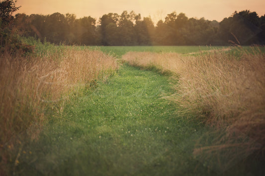 Tall Grass Path Digital Backdrop, High Grass with Golden Light Leak Digital Background, Digital Photoshop Backdrops for Portrait Photography