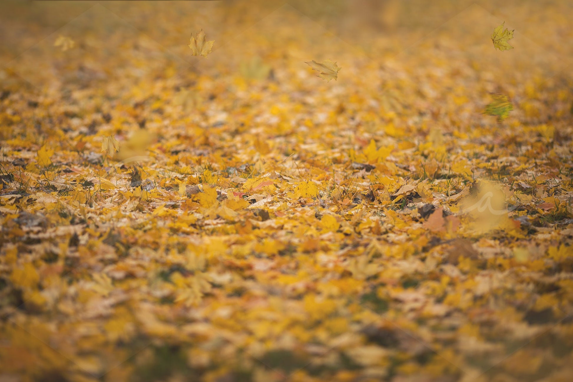 Yellow Fall Leaf Covered Ground with Falling Leaves Digital Backdrop, Autumn Leaves Digital Background, Beautiful Backdrops for Photoshop