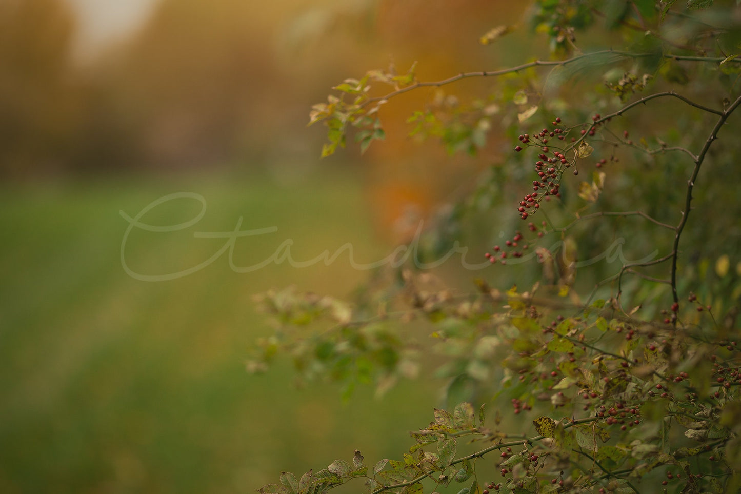 3 Hanging Berry Branch Digital Backdrops, Fall Digital Backgrounds, Hanging Branch with Beautiful Blur, Photoshop Backdrops for Photography