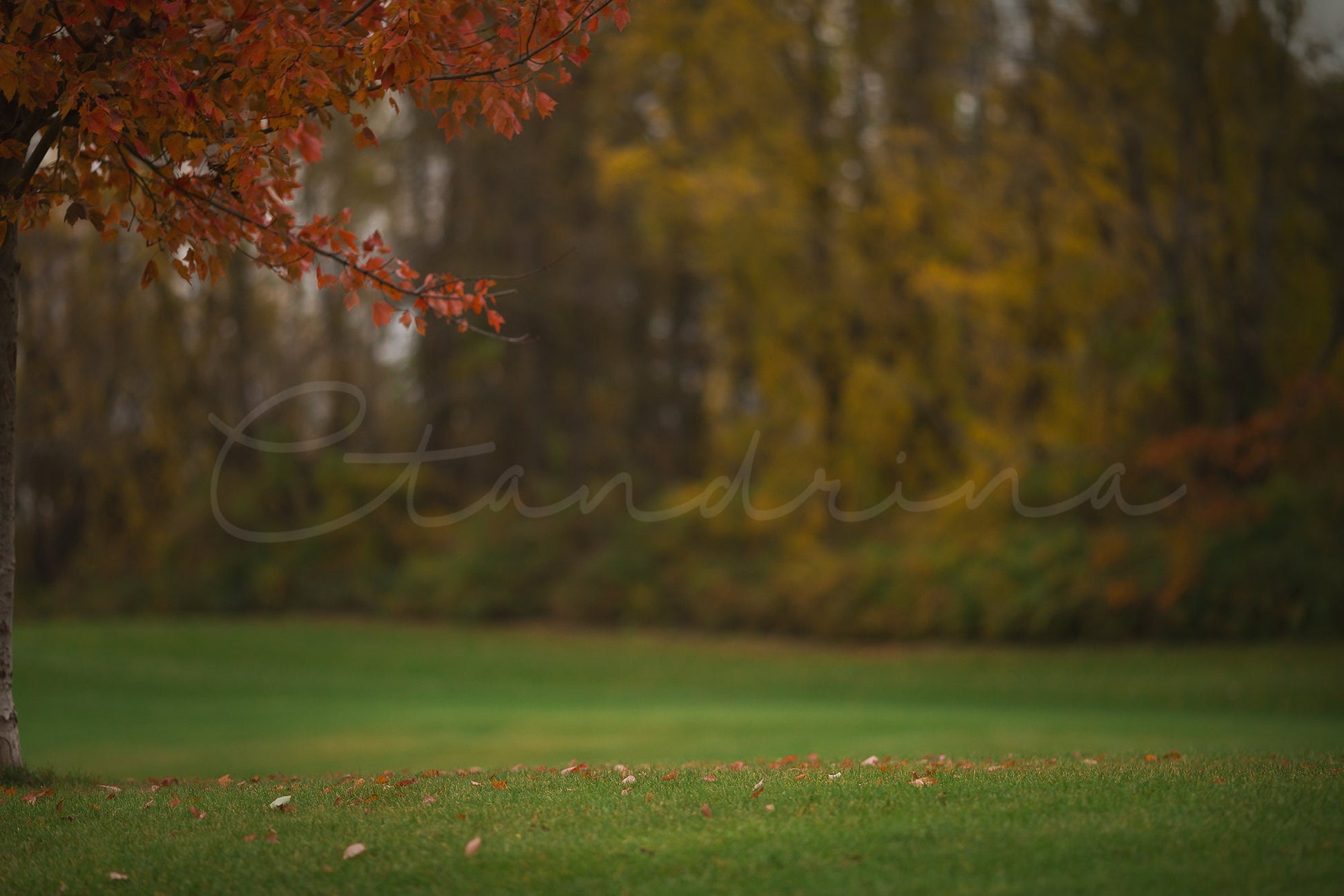 2 Under the Fall Tree Digital Backdrops, Autumn Digital Background, Fallen Leaves Under Tree, Photoshop Backdrops for Portrait Photography