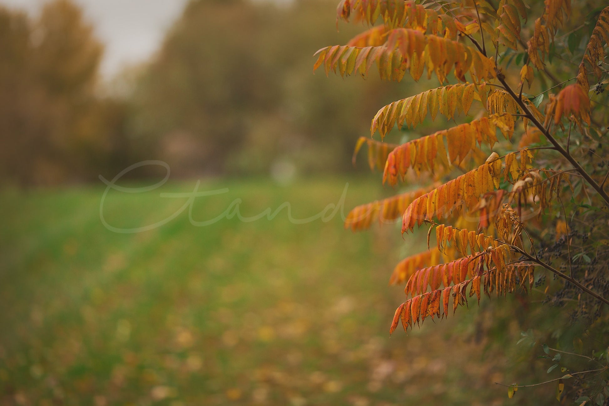 Fall Digital Backdrop, Hanging Branch Backdrop, Autumn Foliage Digital Background, Beautiful Blur, Photoshop Backdrops for Photography