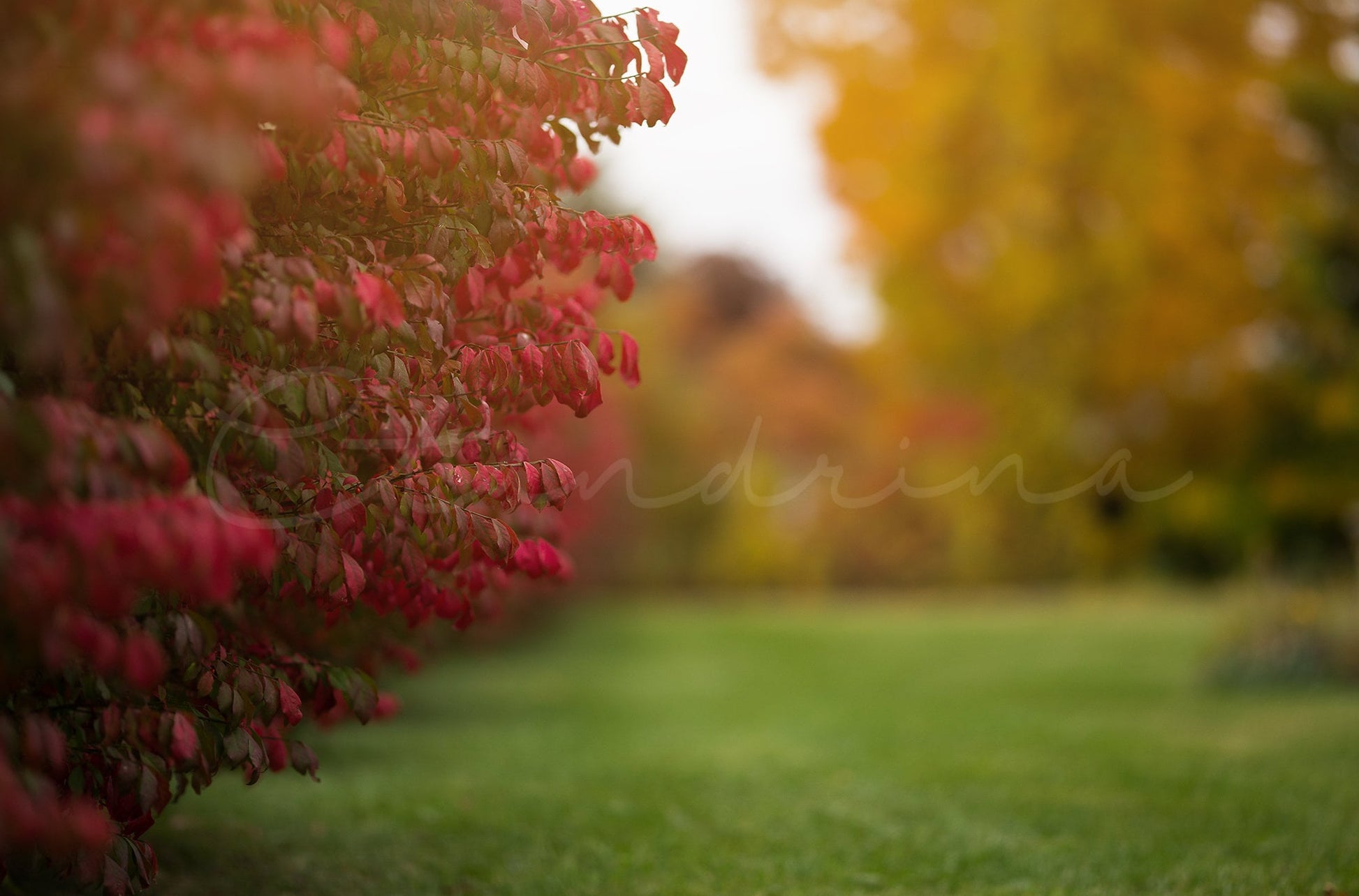 Fall Digital Backdrop, Red Leaves with Blur Background, Beautiful Blur Fall Backdrop, Photoshop Backdrops for Portrait Photography