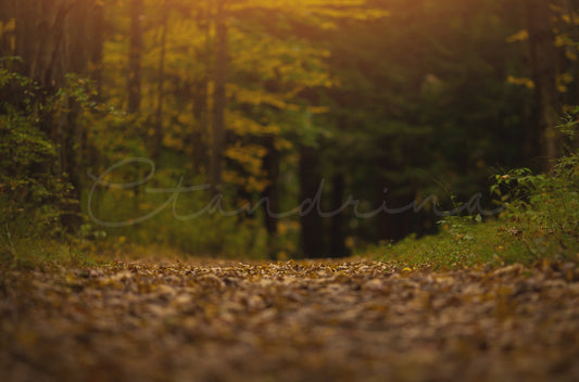 Autumn Woods Digital Backdrop, Fall Digital Backdrop, Fall Leaves Path Image, Woods in the Fall, Photoshop Backdrop for Portrait Photography