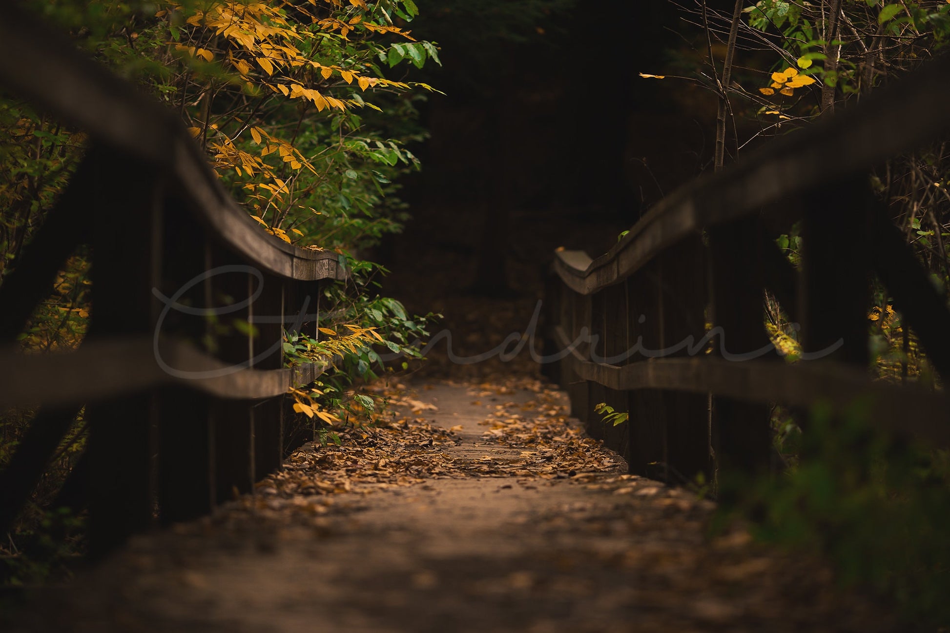 Old Wooden Bridge Digital Backdrop, Fall Lit Path, Fall Forrest Digital Background, Photoshop Backdrops for Portrait Photography