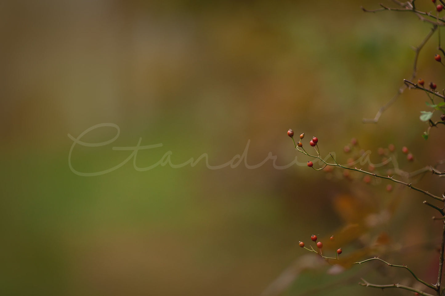 3 Hanging Berry Branch Digital Backdrops, Fall Digital Backgrounds, Hanging Branch with Beautiful Blur, Photoshop Backdrops for Photography