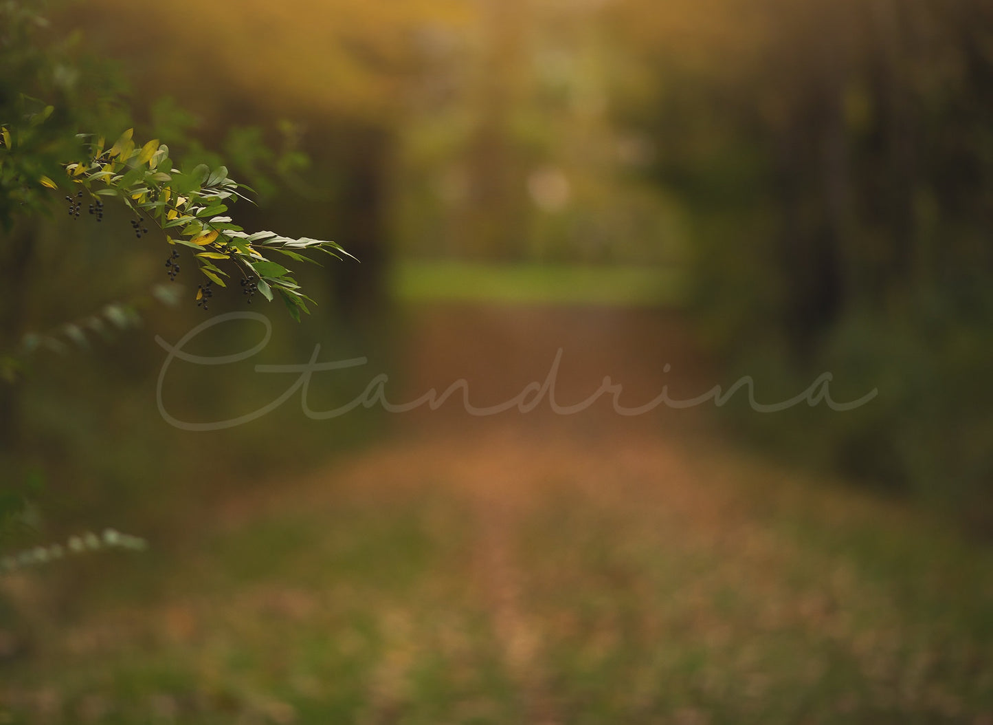 3 Hanging Berry Branch Digital Backdrops, Fall Digital Backgrounds, Hanging Branch with Beautiful Blur, Photoshop Backdrops for Photography