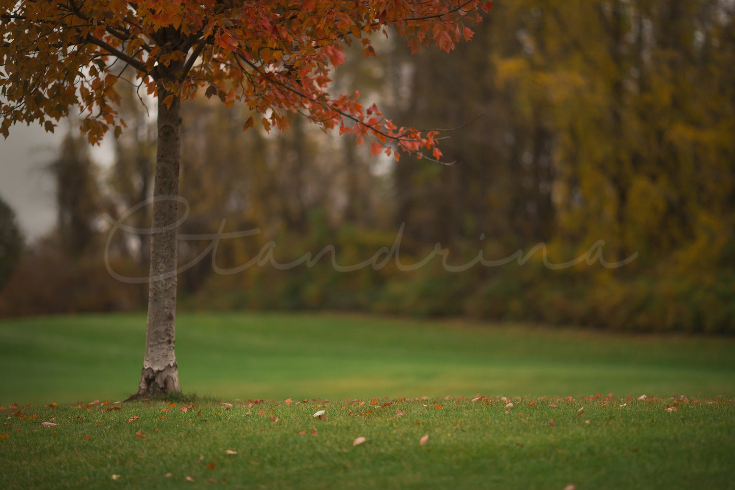 2 Under the Fall Tree Digital Backdrops, Autumn Digital Background, Fallen Leaves Under Tree, Photoshop Backdrops for Portrait Photography