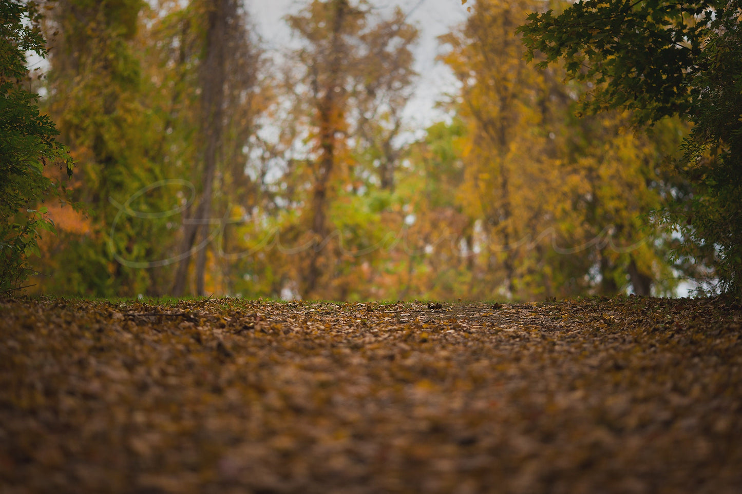 Fall Digital Backdrop, Up on an Autumn Hill Background, Forrest in the Fall Season, Photoshop Backdrop for Portrait Photography